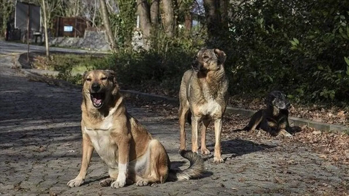 Çankırı’da başıboş köpek dehşeti! Saldırıya uğrayan 6 yaşındaki çocuk ağır yaralandı