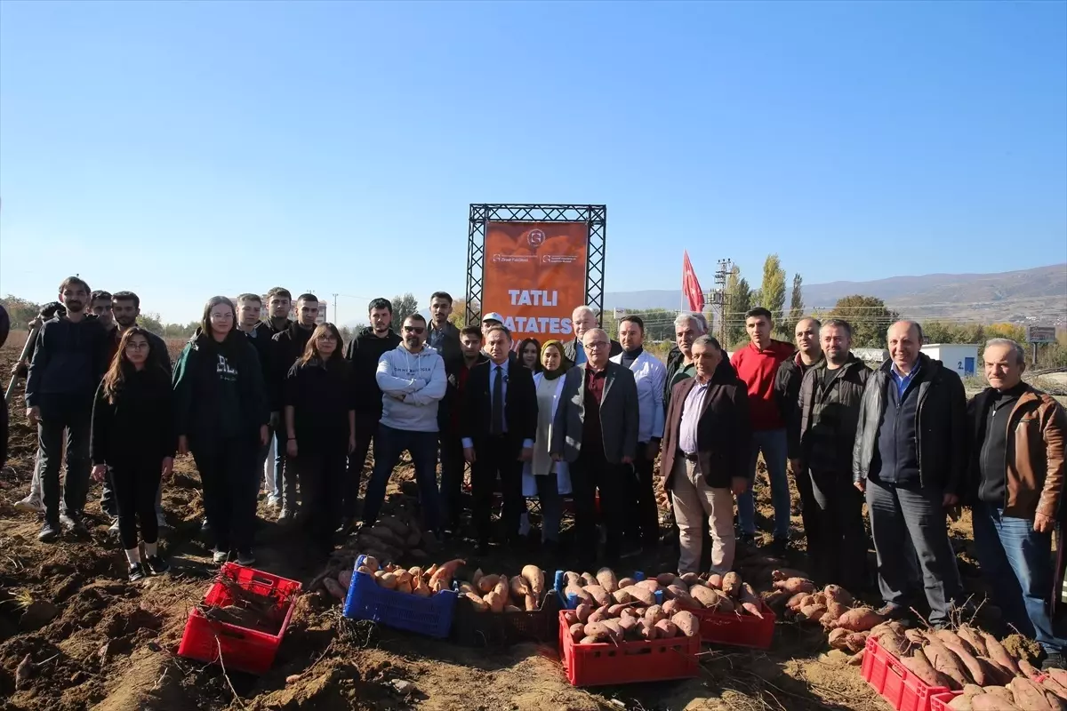 TOGÜ’de Tatlı Patates Hasadı Etkinliği