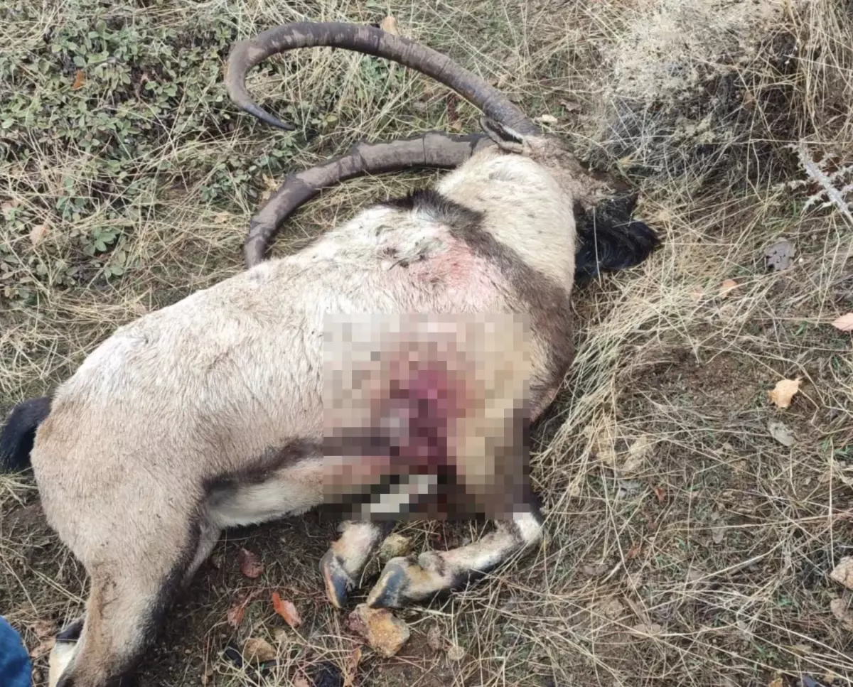 Tunceli’de İkinci Yaban Keçisi Bulundu, Ceza 2 Katına Çıktı