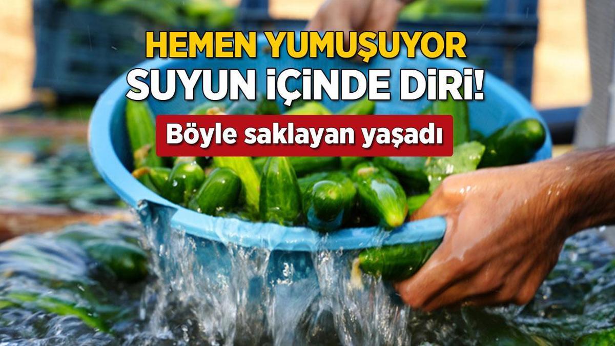 Dolapta içi geçiyor, suya koyunca hep diri! Kütür kütür salatalıklar için taktik