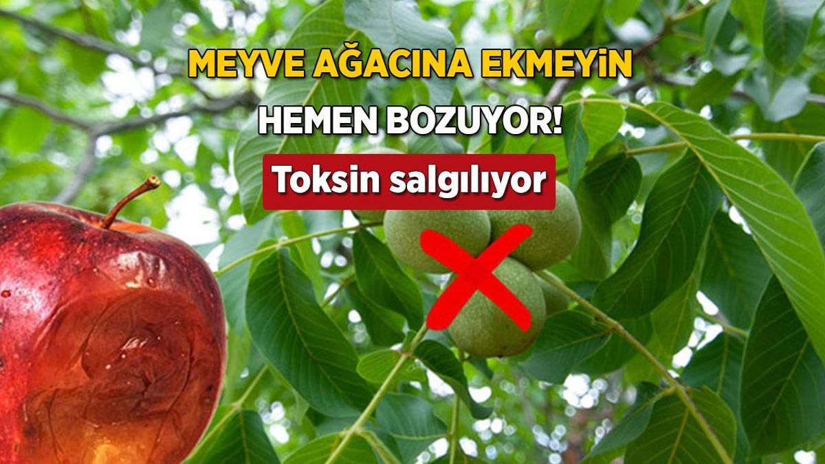 Meyve ağacının yanına ekince verimi sıfırlıyor! Naneler saksıya, çimin sonu zarar